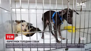 Новини Сум: ветлікарі рятують п'ятьох собак, яких їхня власниця заморила голодом