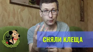 Сняли клеща с кошки или собаки, что делать? Симптомы и чем лечить?