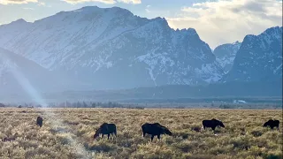 Six Moose Day under the Tetons