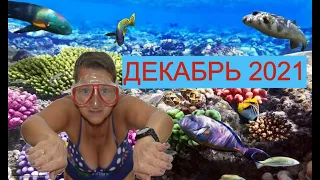 ЧЕСТНО О ПЛЯЖЕ.И ПРЕКРАСНОЕ МОРЕ!!! SHARM PLAZA. ОТДЫХ В ЕГИПТЕ В ДЕКАБРЕ 2021.