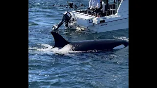 Transient Killer Whales (Orcas) hunting a seal beside our boat !