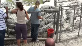 gator bites handler at alligator farm