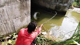 Big Size cat Fish catch || Big catfish catch || Incredible fishing