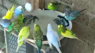 Relaxing Song of Australian PARROTS