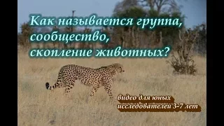 Как называется группа, сообщество, семья животных. Видео для детей 3-7 лет.