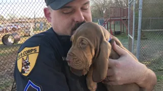 Sherlock, the search and rescue puppy for Hampton Police K9 PKG
