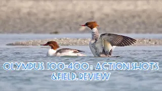 Olympus 100-400mm : Action shots and field review