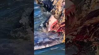 Huge Great White Shark Eats Whale!