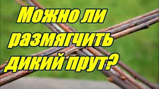 🌿 "ДИКАЯ" ЛОЗА ➤ КАК РАЗМЯГЧИТЬ? ➤ ПЛЕТЕНИЕ из ЛОЗЫ / WICKERWORK