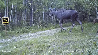 Cow Moose and Her Young Calf