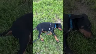 Narcoleptic Dog Who Cannot Contain Excitement Falls Asleep During Walks