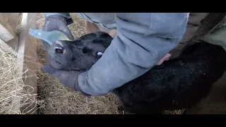 EastKy 4 Day Old Calf Weak, Wont Drink From Moms Milk, How To Force Feed NewBorn Calf