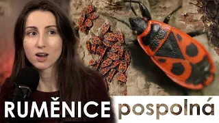 🔮 Barevný popelář i náruživý milovník 🪳| Ruměnice pospolná 🐞