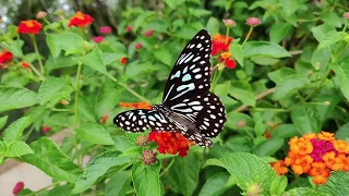 Butterfly Flyings in A Slow Motion Full HD Video : Butterfly Music