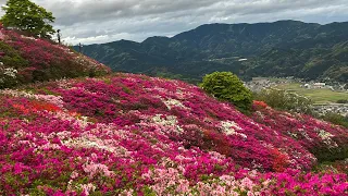 2024/04/23　頂上厠付近超超超満開！　冨士山公園の躑躅　その５　〜愛媛県大洲市〜