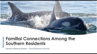 Orca Month 2021: Familial Connections Among the Southern Residents