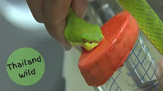 White-lipped Pit Viper venom extraction at Bangkok Snake Farm, Thailand