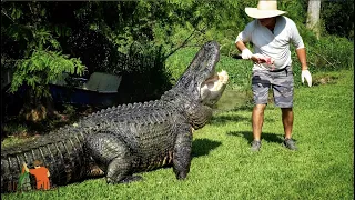 ALLIGATORS, HOW FAST ARE THEY? Alligator Alley Summerdale, AL