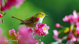 Beautiful Birds Singing • Relaxing Music for Reduce Stress, Anxiety & Depression, Music for Soul #7