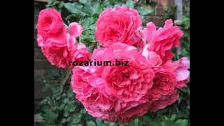 Обрезка годичной плетистой розы. питомник роз полины козловой rozarium.biz, pruning a braided rose