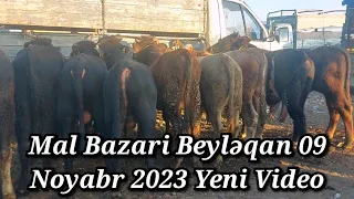 MAL BAZARİ BEYLƏQAN 09 NOYABR 2023 YENİ VİDEO ÇƏKİLİŞ #mal#bazari#beyleqan#qulu#beyleqanlı