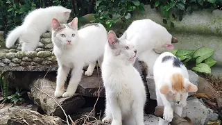 FAMILY CAT COW - STACY CAT -BILLI KARTI MEOW MEOW- kittens cats funniest - Animal Funny- VS 093