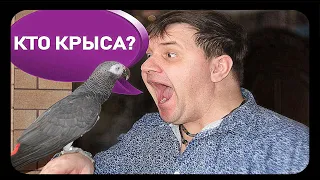 ПОПУГАЙ ТРОЛЛИТ ХОЗЯИНА🐦Funny parrot