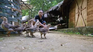 FULL VIDEO: 130 days process of building life in the forest, raising more wild chickens