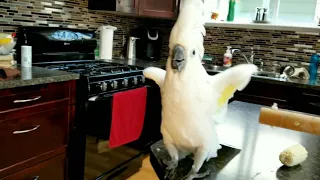 Penny the Cockatoo Parrot