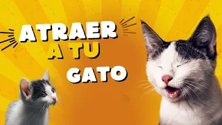 🐈 Maullido para Atraer a tu Gato o Perro (Garantizado) 🔊🔊🔊#gatos