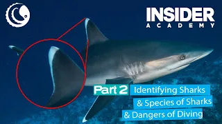 Shark Webinar - Part 2 - Identifying Sharks