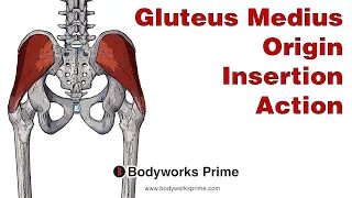 Gluteus Medius Anatomy: Origin, Insertion & Action