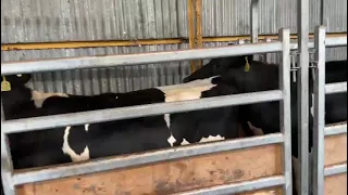 taging ours heifer holstein friesian Australian cows 🐄