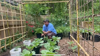 Rejoicing From My Work In The Garden - Building A Garden Trellis For My Pole Beans