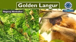 Golden Langur | Environment and Ecology | UPSC | KPSC | #india4ias #prelims2024 #kas #ias #kpsc