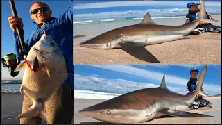 Massive Bronze Whaler Shark & Huge Blacktail in the mix!!!