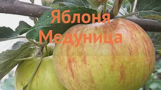 Яблоня обыкновенная Медуница (malus medunitca) 🌿 Медуница обзор: как сажать, саженцы яблони Медуница