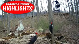 What Happens at the STUMP, Stays at the Stump (or not): Thursday's Trail Cam Highlights: 5.2.24