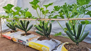 Secret to growing zucchini from seeds in soil bags- Many fruit