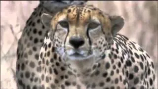 Amazing Cheetah Chase Compilation