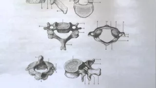 Билет 105. КОСТИ ТУЛОВИЩА. СТРОЕНИЕ ПОЗВОНКА, ОСОБЕННОСТИ А РАЗЛИЧНЫХ ОТДЕЛАХ ПОЗВОНОЧНОГО СТОЛБА.