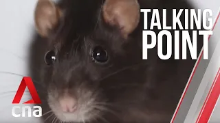 CNA | Talking Point | E02 - Is Singapore facing an impending rat outbreak?