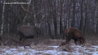 Marec 2018 - Keď jelene zhadzujú parožie.