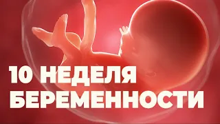 Десятая Неделя Беременности. Двенадцатая  Акушерская Неделя.