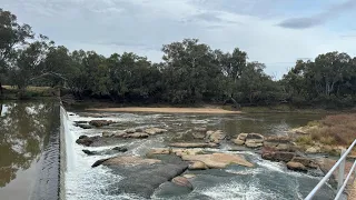 Finding Murray Cod in creeks and rock pools