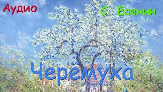 Черёмуха. С. Есенин.