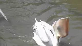 Pelican trying to swallow a duck!