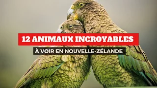 12 ANIMAUX INCROYABLES À VOIR EN NOUVELLE-ZÉLANDE