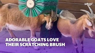 Adorable goats love their scratching brush | Yahoo Australia