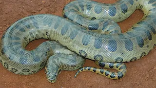 15 LARGEST Snakes on Earth